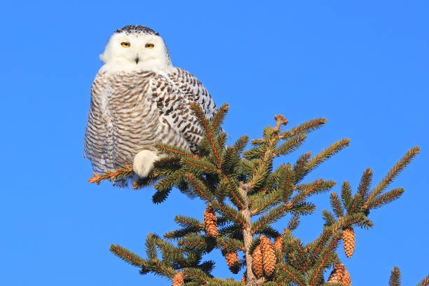 istock Snowy Owl female perched in a pine with blue sky on the background 2202204389