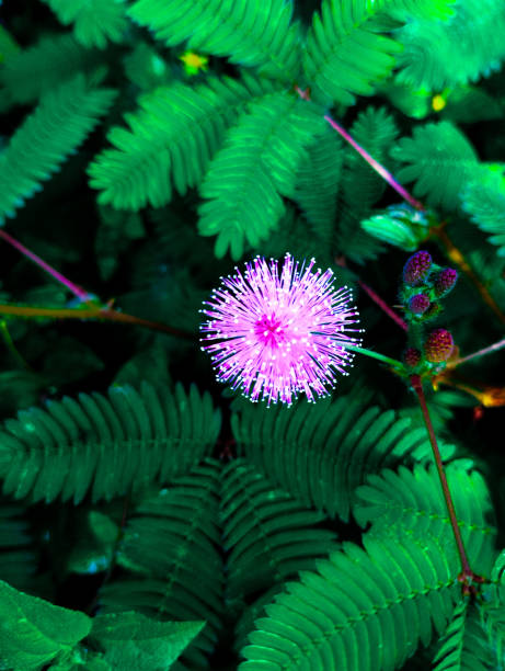 the flower of the shy princess plant has a contrasting color compared to the leaves but has unique leaves because when the leaf is touched it will immediately bud