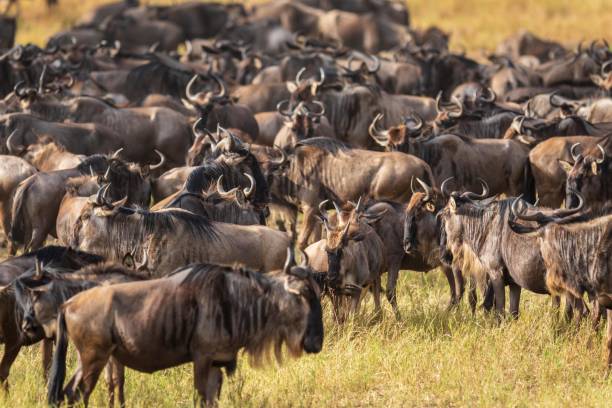 istock Massive Wildebeest Migration Across African Savannah Landscape, Great Migration, Serengeti, Tanzania, Africa 2202204586