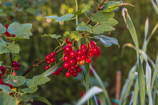 Lively red berries hang from vibrant green leaves, soaking up sunlight in a flourishing garden. The berries present a colorful spectacle against the gentle backdrop of nature.