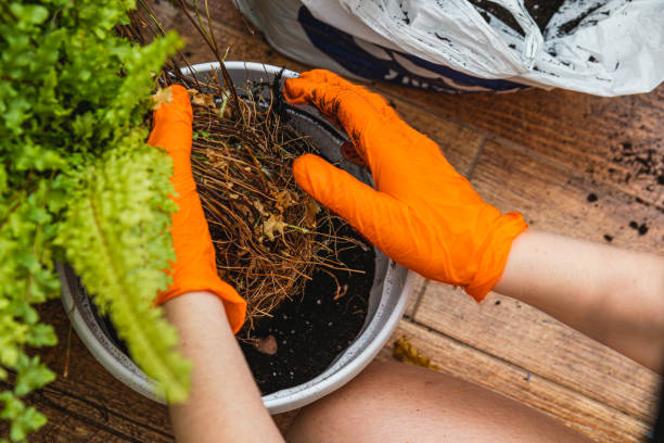 istock Repotting vibrant flowerpots with care and precision in a sunlit setting 2202206107