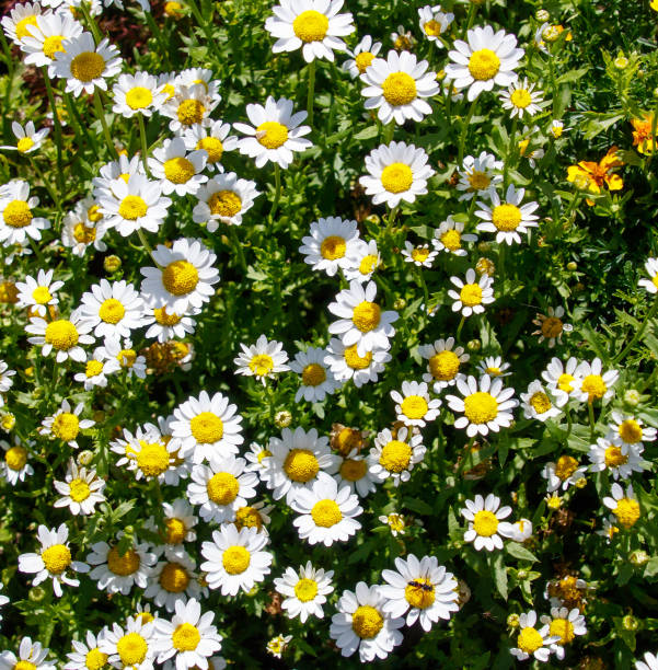 istock A field of white daisies with yellow centers 2202207581