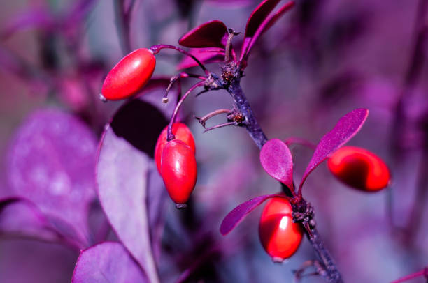 Red berries on a branch with purple leaves. Close up view.