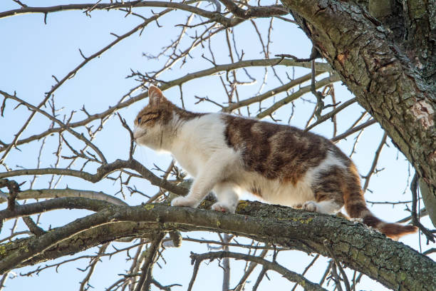 Cat high on the branch of an old tree. A cat climbs trees.