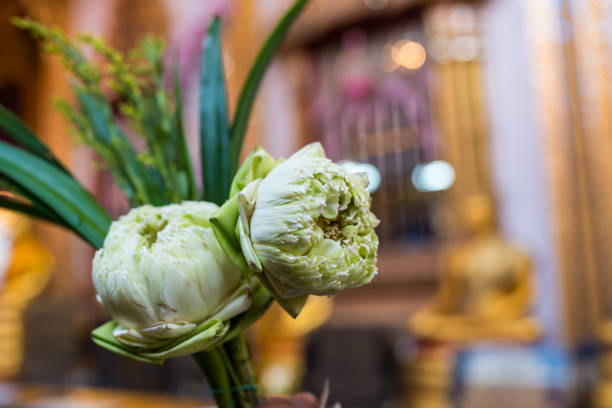 Hand holding white lotus buds for temple offerings