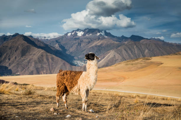 A view of an alpaca near the Vilcanota mountain range, near the Ausangate mountain.