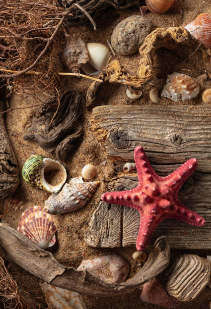 istock Beach themed background with driftwoods, shells, stones, and sand. 2202211692