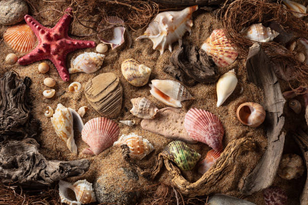 istock Beach themed background with snags, shells, stones, and sand. 2202211698