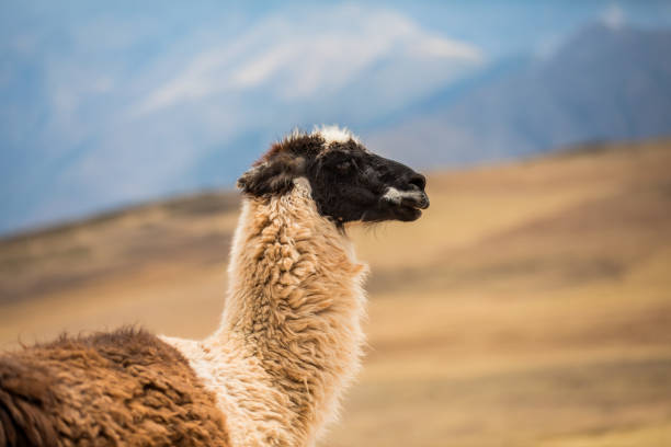 Cute alpacas in Peruvian Andes  on the high altitude altiplano