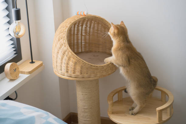 istock pet care concept with british cat relax and play cat toy 2202215843