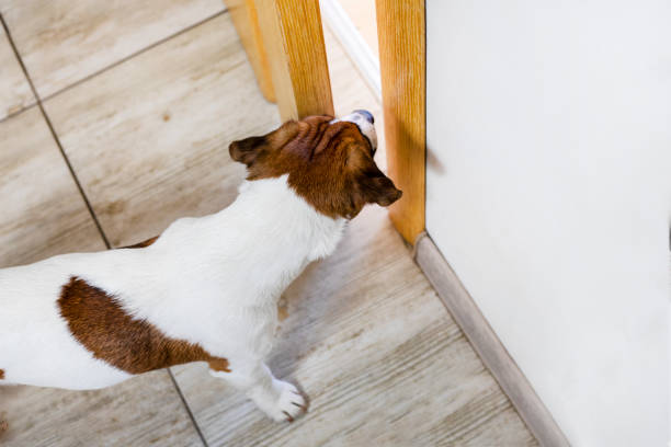 istock curious jack russell puppy opens the doors to the room 2202217596