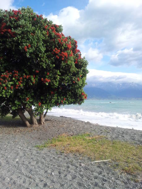 istock Pohutukawa flower tree near the emerald beach 2202217905