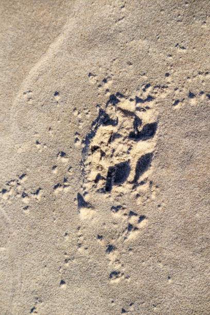 istock .Brown sand with a footprint. 2202219881