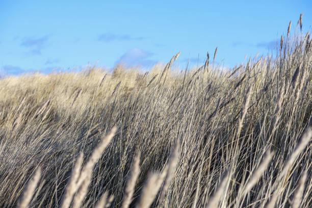 tall grass by a sand dune with a blue sky in the background.