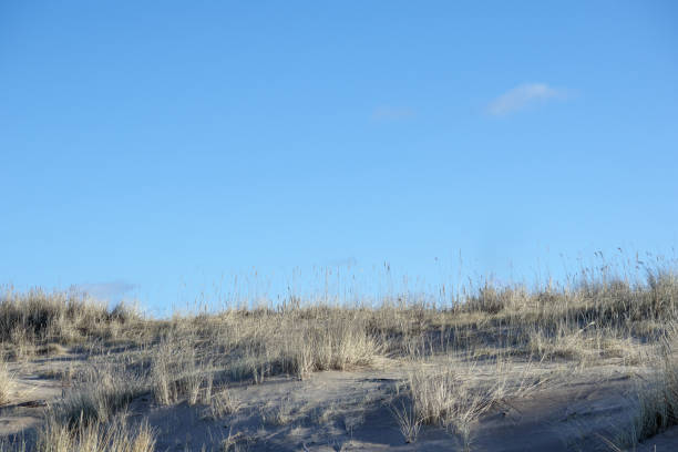 sand dune with tall grass and blue sky in the background.