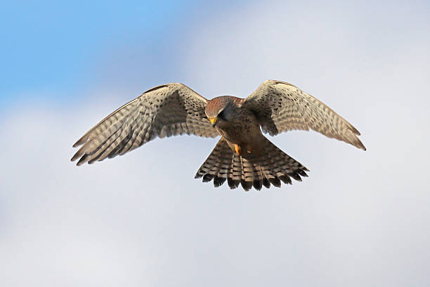 23 february 2025, Yutz, Moselle, Lorraine, Grand Est, France. It's winter. In a public park, a Common Kestrel is taking advantage of large grassy areas to hunt. The raptor was captured with its wings fully spread, revealing the underside of its white, black-spotted wings. Its body is brown, and its folded yellow talons stand out clearly from its plumage. The bird is looking down intently, trying to spot future prey, a micromammal. Its brown head indicates it's a female.