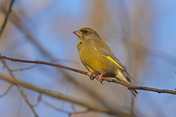 The American Goldfinch (Carduelis tristis) is the state bird of Washington, Iowa and New Jersey. It is a fairly common summer resident to the Pacific Northwest, migrating to the southern USA and Mexico in the winter. This female, perched on a branch, was photographed in Edgewood, Washington State, USA.