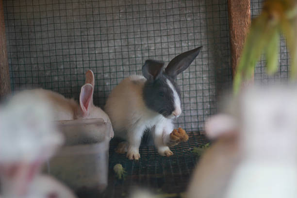 A black-and-white rabbit sits inside a wire-mesh cage, lifting its paw while holding a piece of food. Another rabbit with white and light brown fur is seen eating from a container in the background.