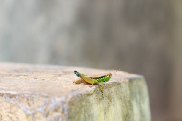 A vibrant green and brown grasshopper rests on a textured surface, its delicate antennae extending forward. The soft-focus background enhances the intricate details of its body and legs.