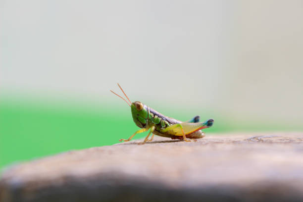 A vibrant green and brown grasshopper perched on a textured surface, with its antennae extended. The shallow depth of field highlights the intricate details of the insect against a soft, blurred background.