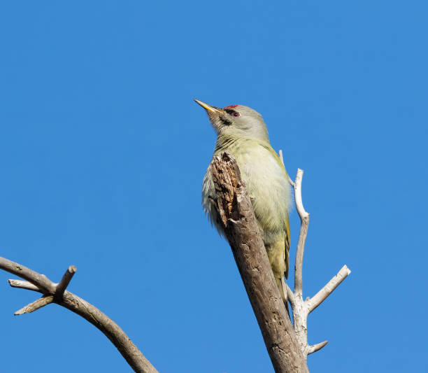 istock Grey-headed woodpecker, Picus canus. A bird sits on a branch, ruffling its feathers 2202224483