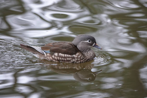 Mandarin duck is walking on grass near by river.\nMunich - German.