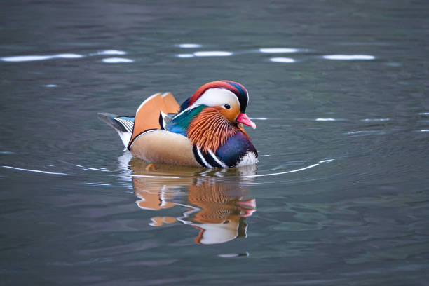 A vibrant mandarin duck gracefully floats on calm water, showcasing colorful plumage and tranquil ripples. The serene scene captures the beauty of nature and wildlife in perfect harmony.