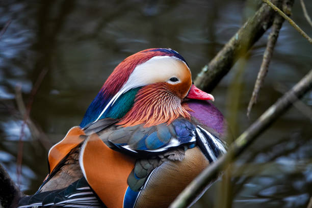 istock Male Mandarin Duck 2202226116