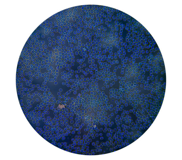Free picture: hamster, red, blood, cells, babesia, microti, plasmodium ...
