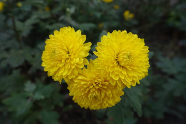 A radiant yellow chrysanthemum in full bloom, set against a brown background. The vibrant petals create a stunning contrast, highlighting the intricate details of this beautiful flower