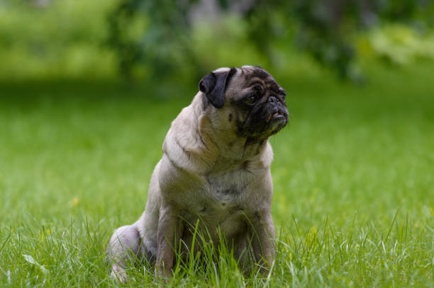 istock Charming pug enjoys a sunny day in the lush green park while exploring the surroundings 2202238943