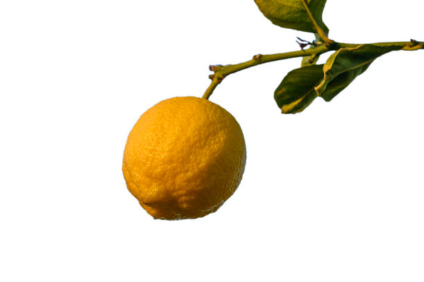 istock Fresh lemon hanging on a vibrant green branch in bright sunlight 2202238968