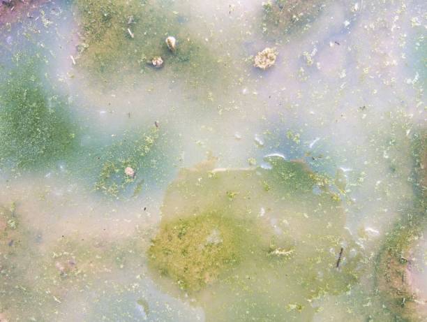 istock puddle, frozen, nature, patterns, colors, green, algae, background, abstraction, water, 2202239243