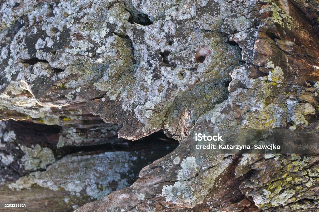 Bark Texture Example Image Botany Bark Tree Plant Structure Patterns Texture Botany Nature Background ...