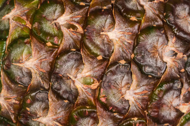 Whole fresh pineapple fruit with tough segmented skin close-up, background
