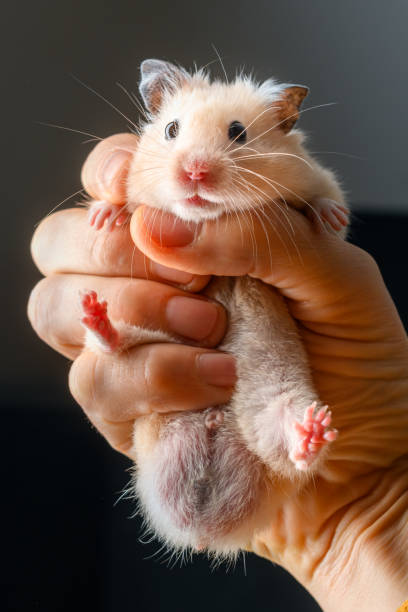 istock White and beige Syrian hamster on wooden table 2202239926