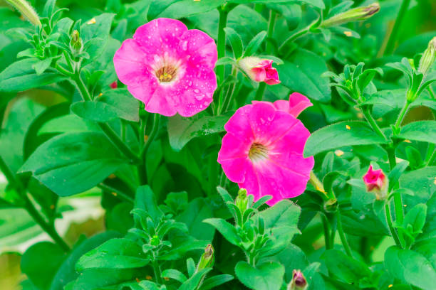 istock Blooming pink annual petunia, grown through seedlings. 2202240408