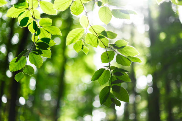 Sunbeams shine through young beech leaves in spring forest