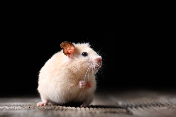 istock Sitting beige Syrian hamster on old wooden table 2202241857
