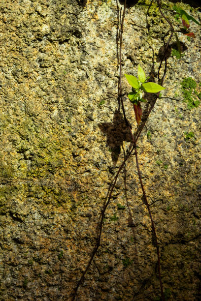 A rope is growing along the rock.   .