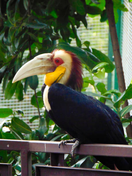istock Rhyticeros Undulatus Hornbill Bird 2202242095
