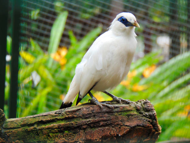istock White Bird of Bali Myna 2202242104