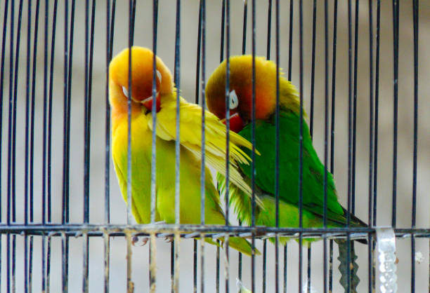 parrot cockatiel and yellow one sitting on their cage
