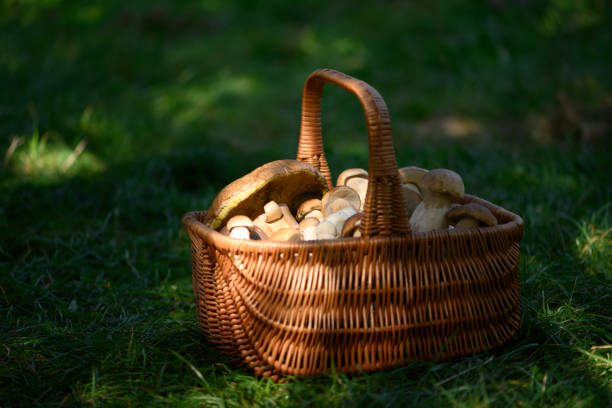 Rustic basket of boletus mushrooms on a forest meadow covered in green lush grass. Wild mushroom hunting in summer