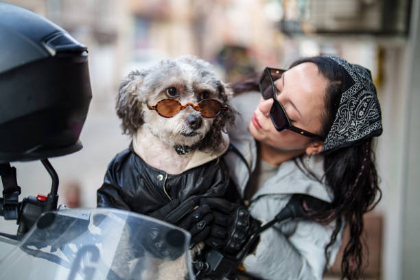 Young woman preparing to go on a motorcycle trip with her poodle.