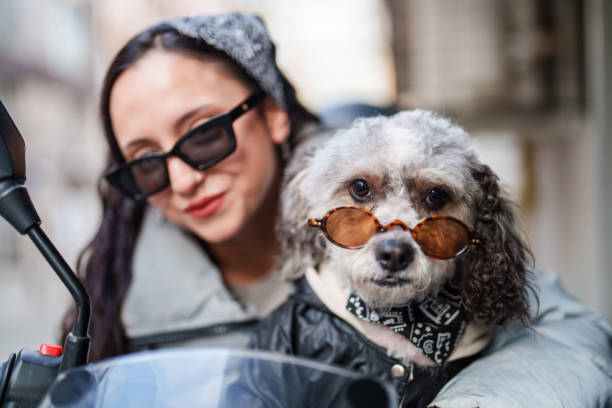 Young woman preparing to go on a motorcycle trip with her poodle.