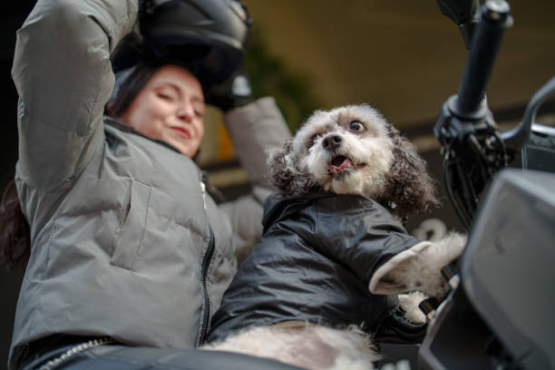 Young woman preparing to go on a motorcycle trip with her poodle.