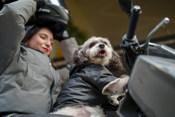 Young woman preparing to go on a motorcycle trip with her poodle.