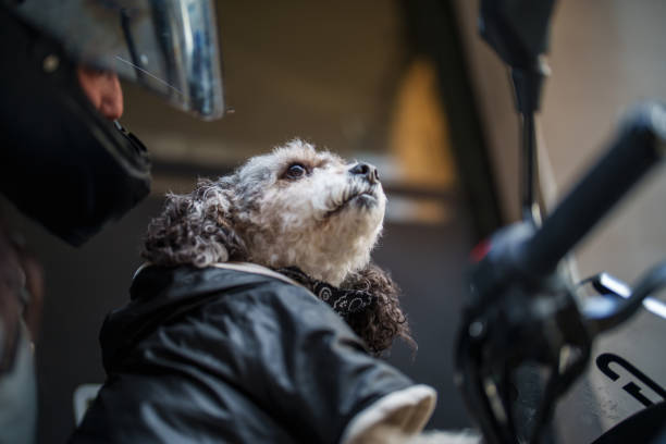 Young woman preparing to go on a motorcycle trip with her poodle.