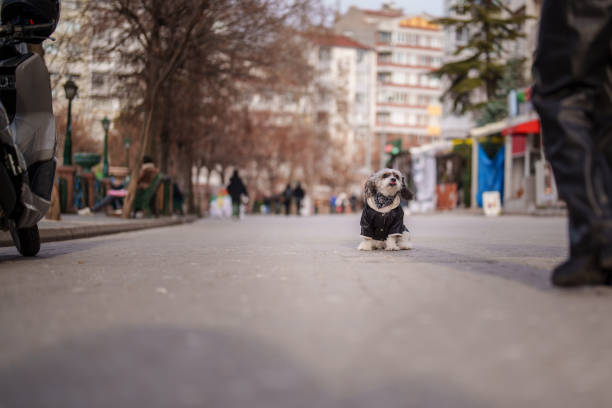Mixed breed stray dog is walking on the street.Istanbul - Turkey.